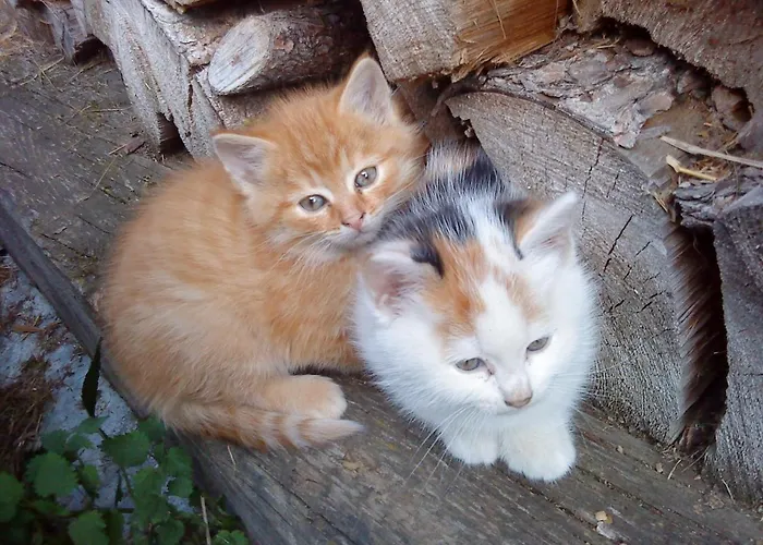 Apartamento Astegger Talhof Finkenberg